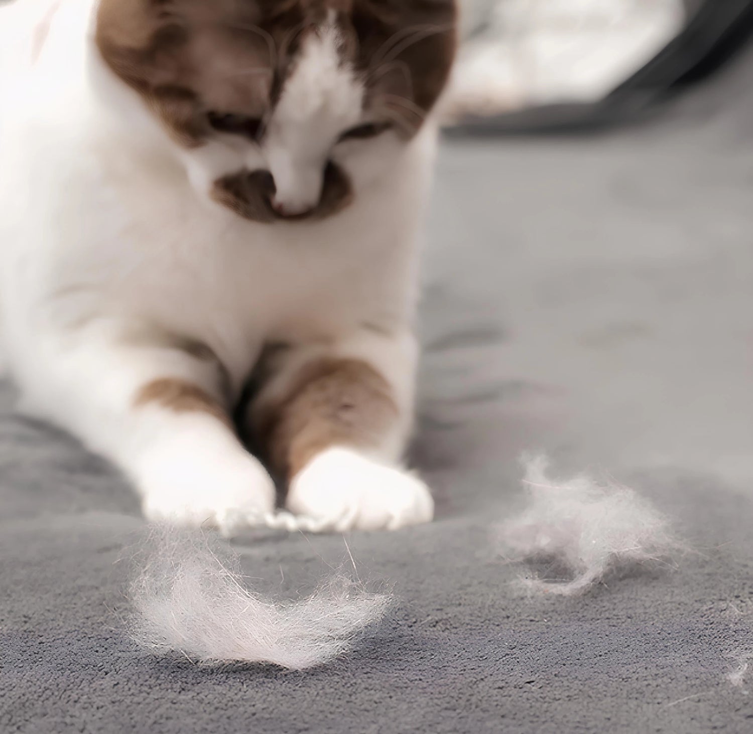 Fur & Shedding Control